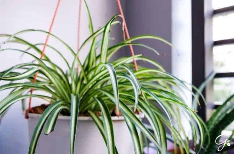 7 Leafy Green Pet-Friendly Houseplants For You To Enjoy