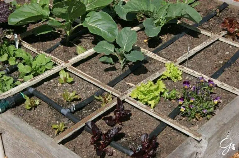 Companion Planting Tips For Your Square Foot Garden
