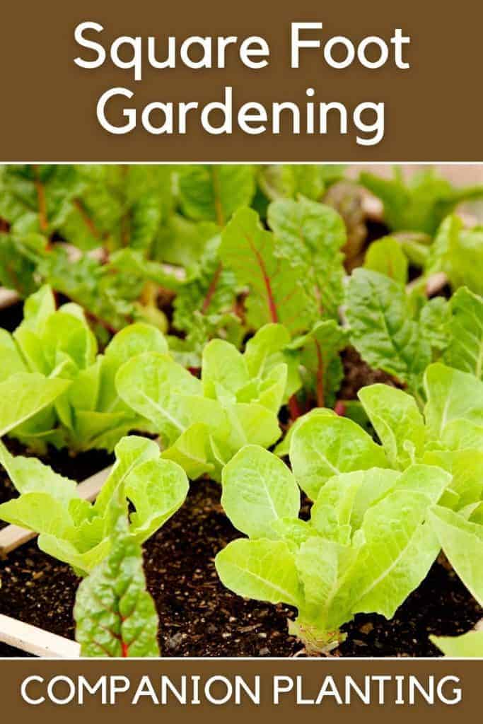 companion planting in a square foot garden pin