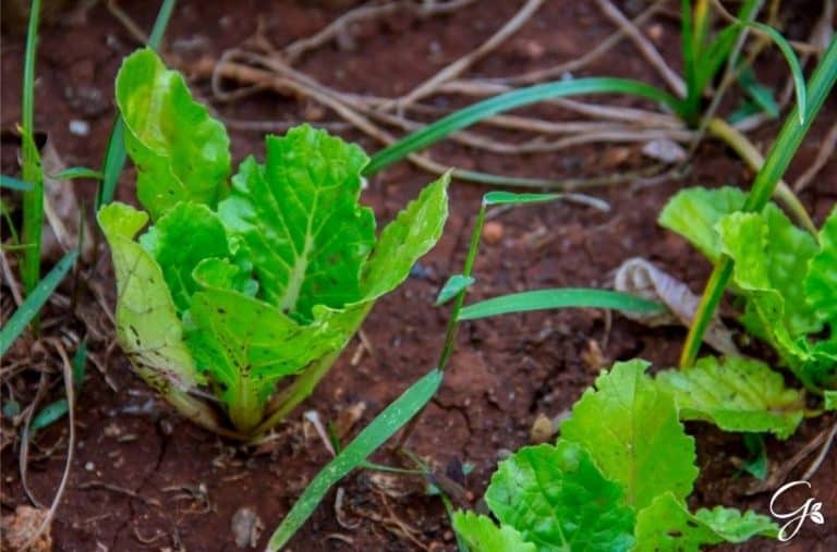 Companion Planting Kale: The Best Companion Plants For Kale
