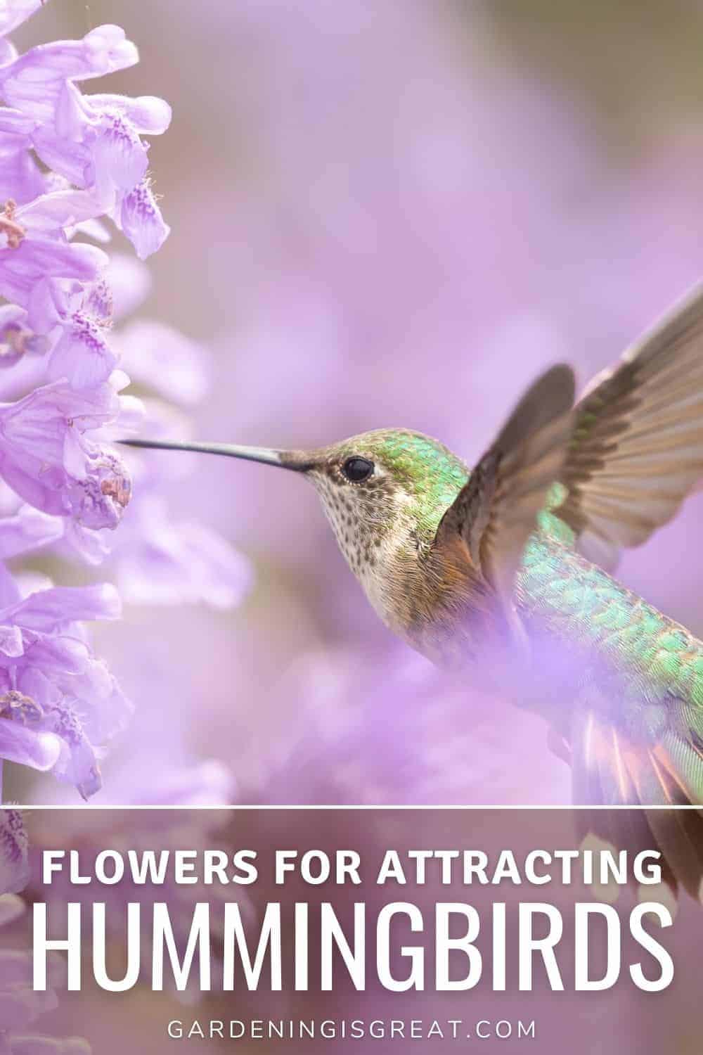 flowers for attracting hummingbirds pin