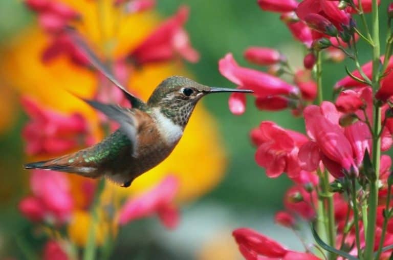 4 Best Flowers For Attracting Hummingbirds