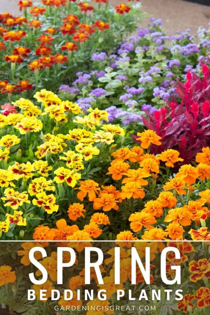 4 Best Spring Bedding Plants To Give Your Garden A Wow Factor This