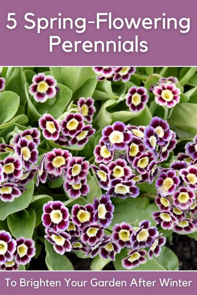 5 Spring-Flowering Perennials To Brighten Your Garden After Winter ...