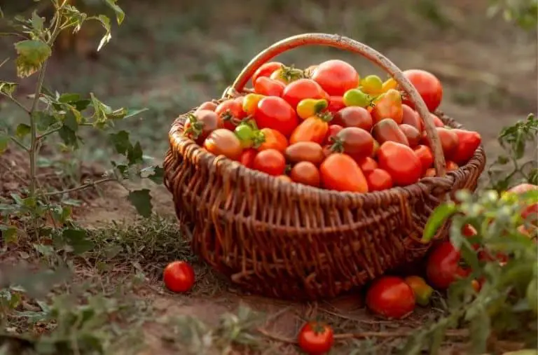 Ways To Preserve And Use A Bounty of Tomatoes