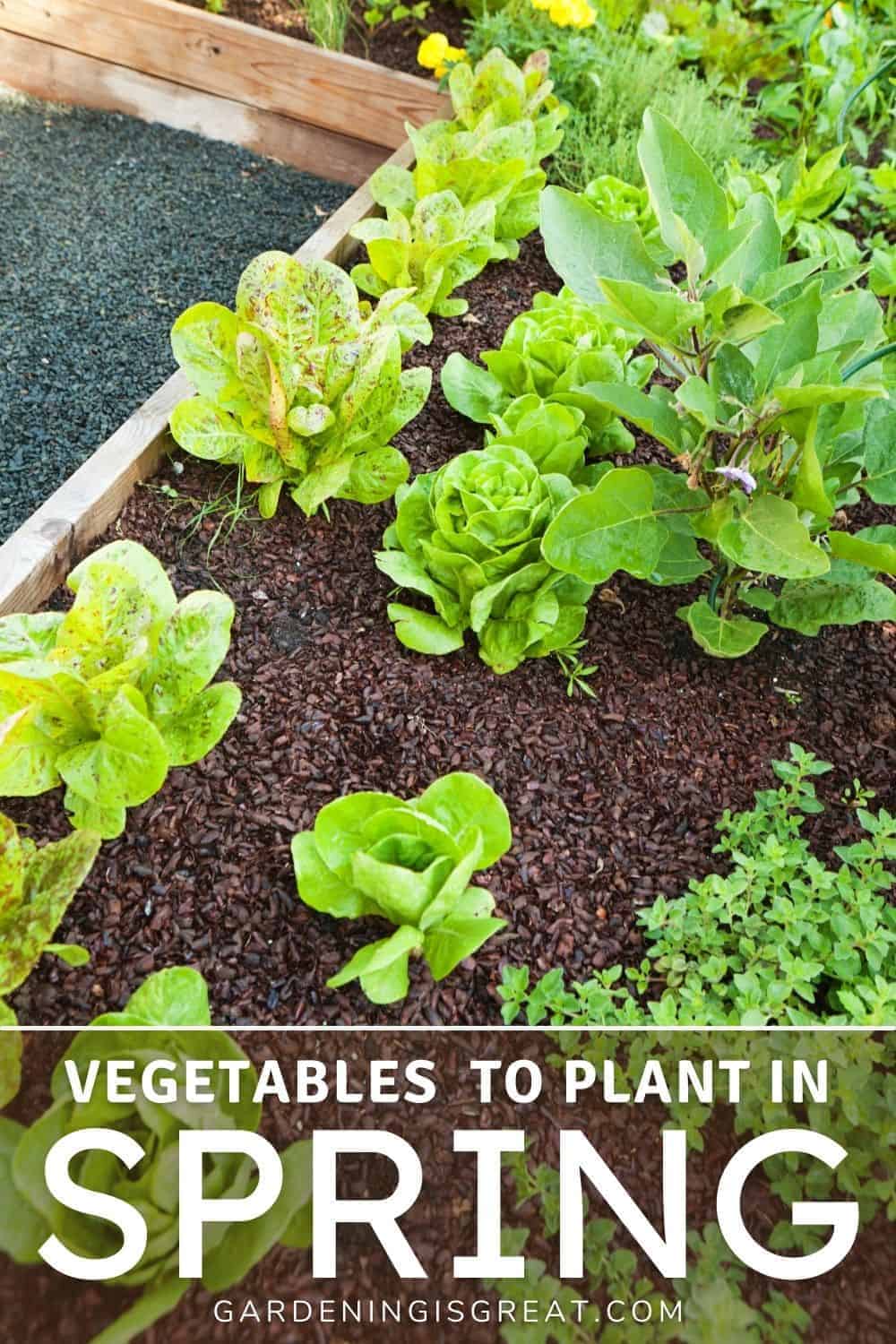 vegetable to plant in spring