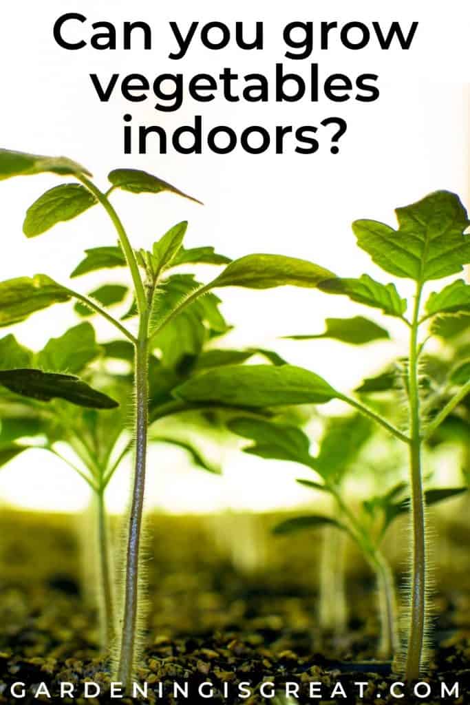 Can you grow vegetables indoors