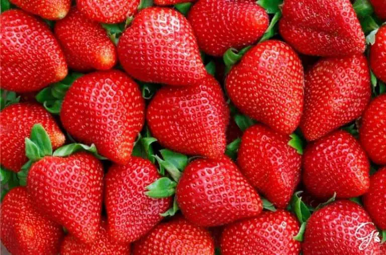 Strawberry ‘Jewel’
