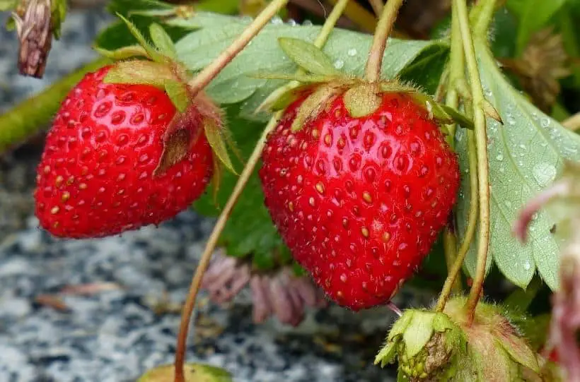 Fragaria x ananassa quinault strawberries