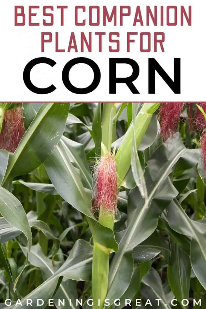 best companion plants for corn 1