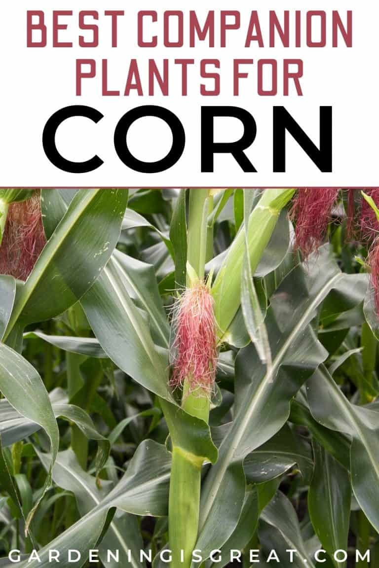 11 Of The Best Companion Plants For Corn Gardening is Great
