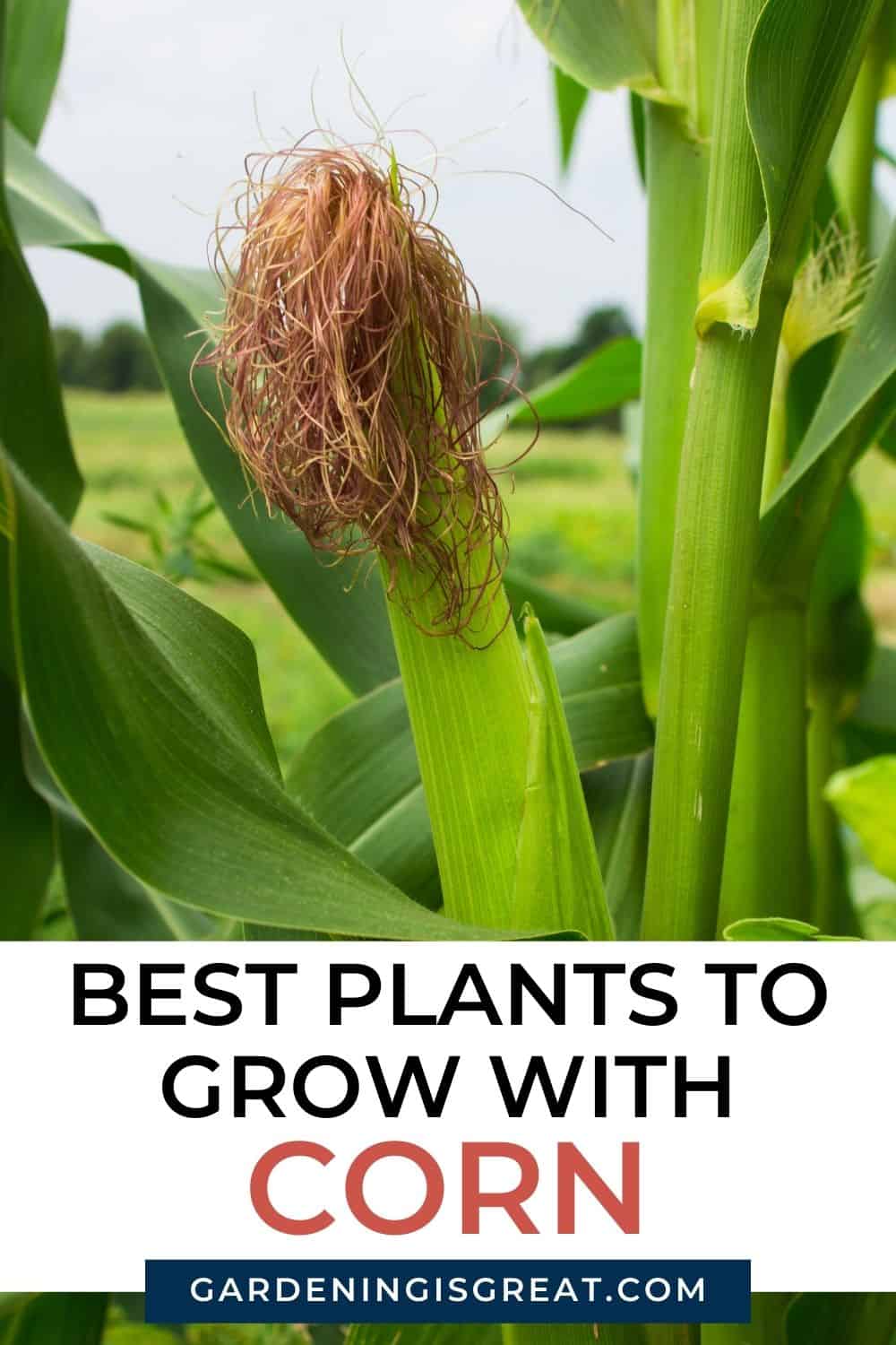 best companion plants for corn