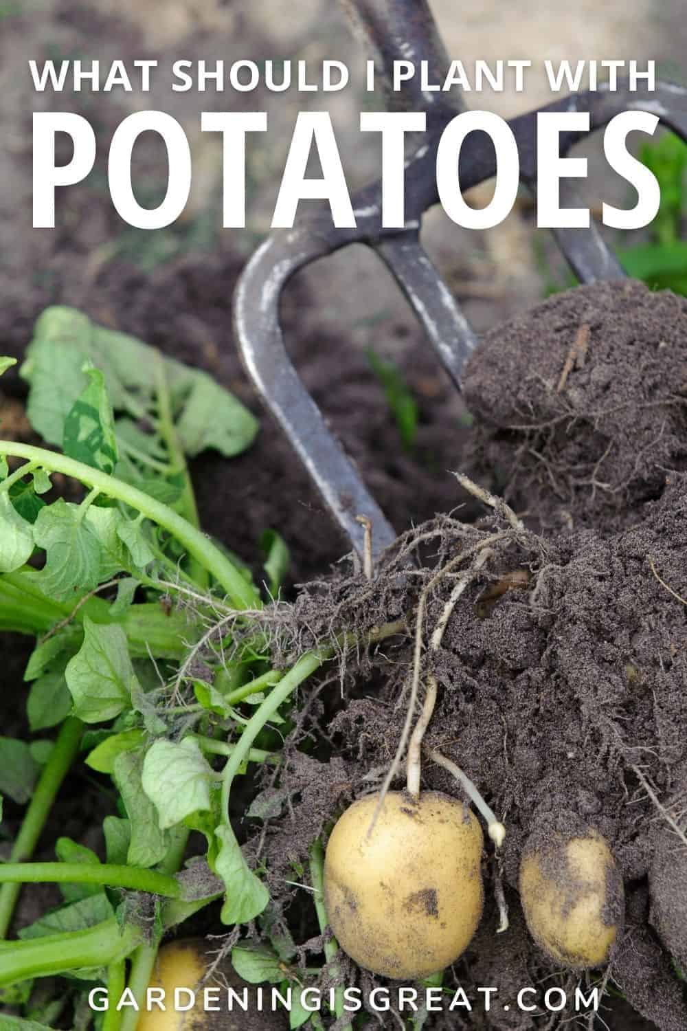 companion planting potatoes