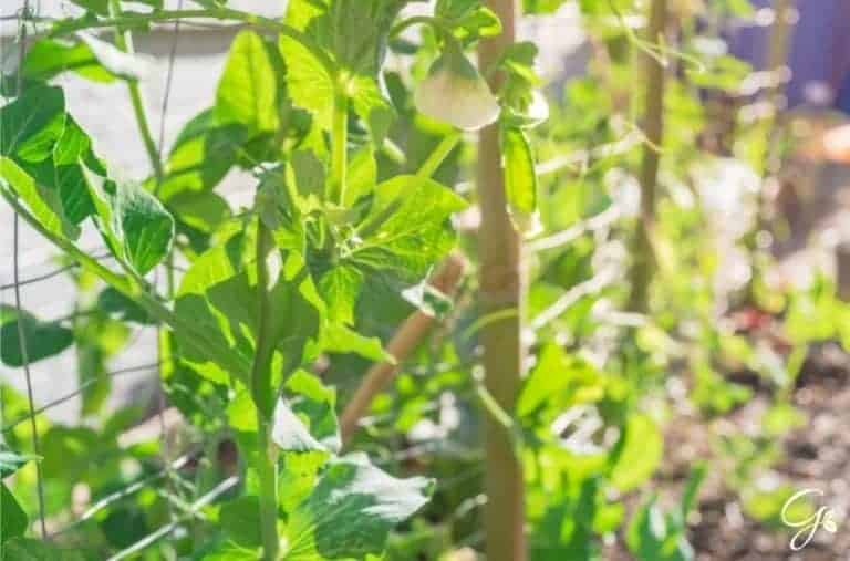 How To Use A Trellis In Your Square Foot Garden