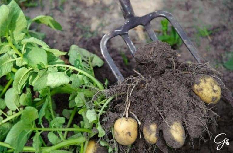 Companion Planting Potatoes: The Best Potato Plant Companions