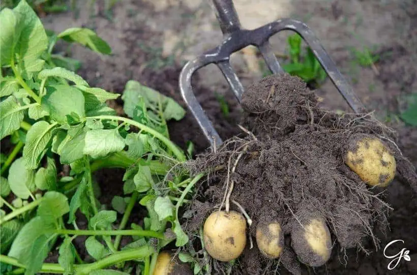 potato growing