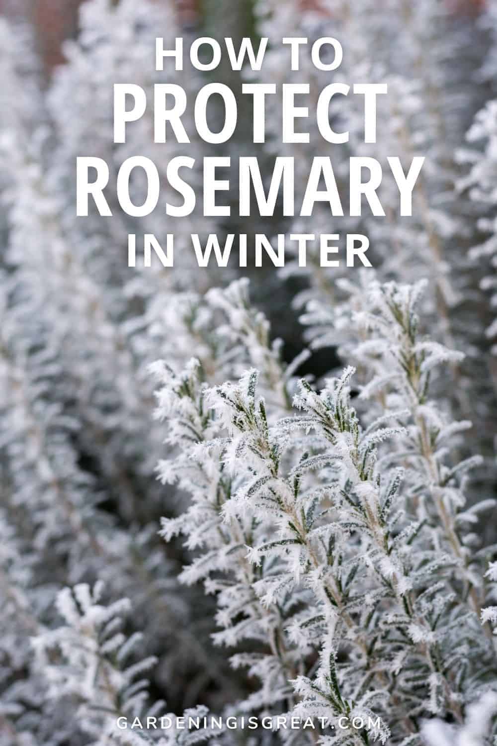 protect rosemary in winter pin