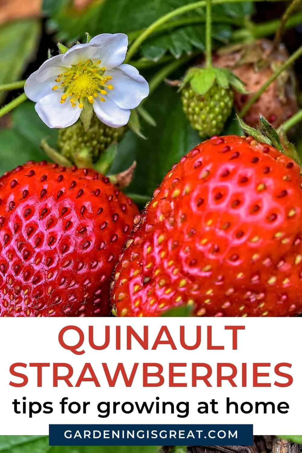 quinault strawberry growing tips