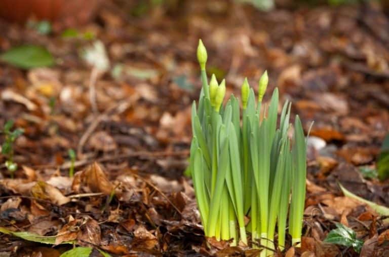 How To Care For Daffodils Daffodil Plant Care Gardening is Great
