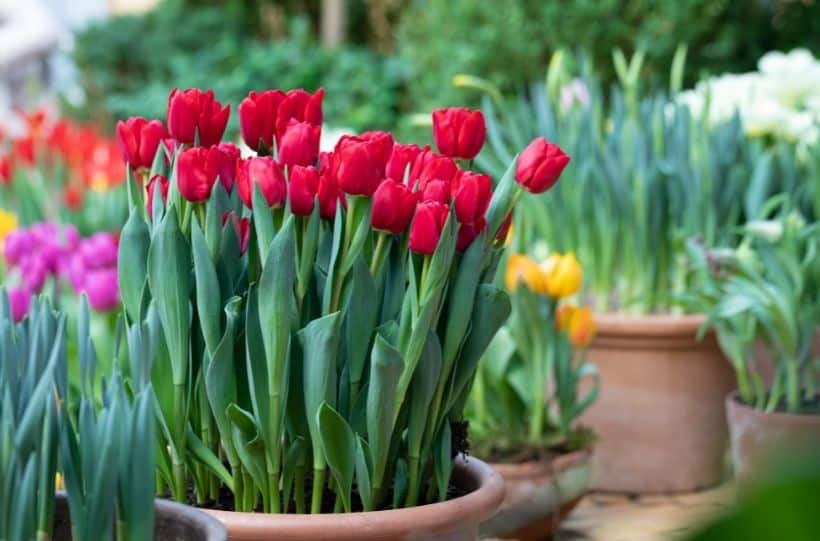 spring tulips in pot