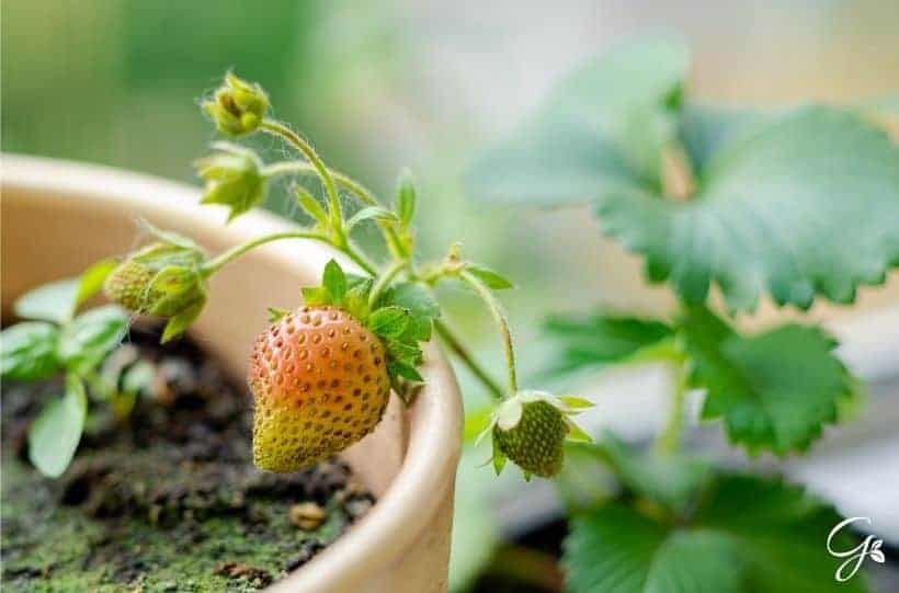 strawberries growing indoors window