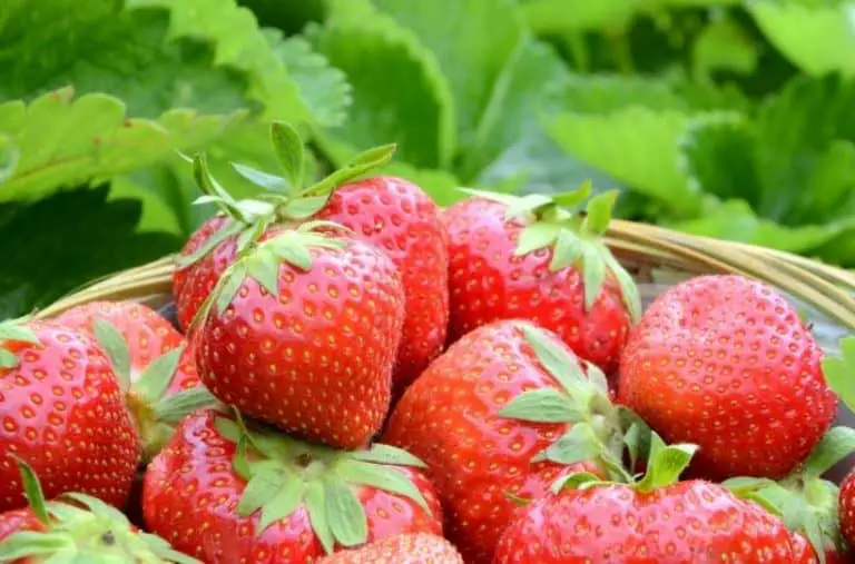 Ways to Preserve and Use Strawberries