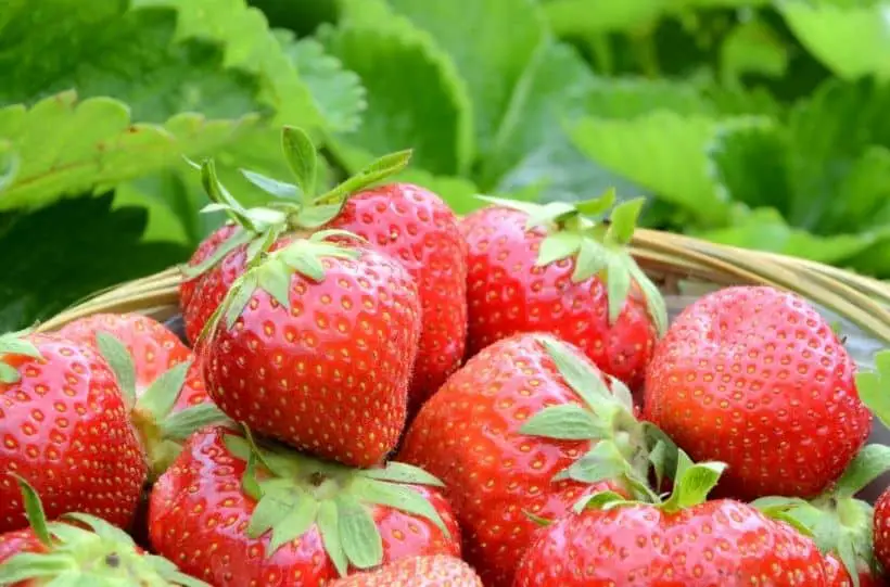 strawberry harvest uses