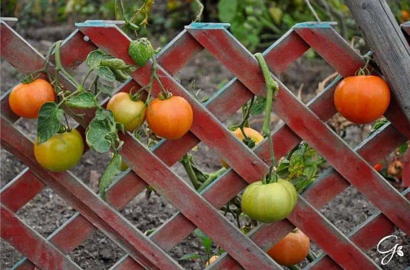 tomatoes growing on trellis