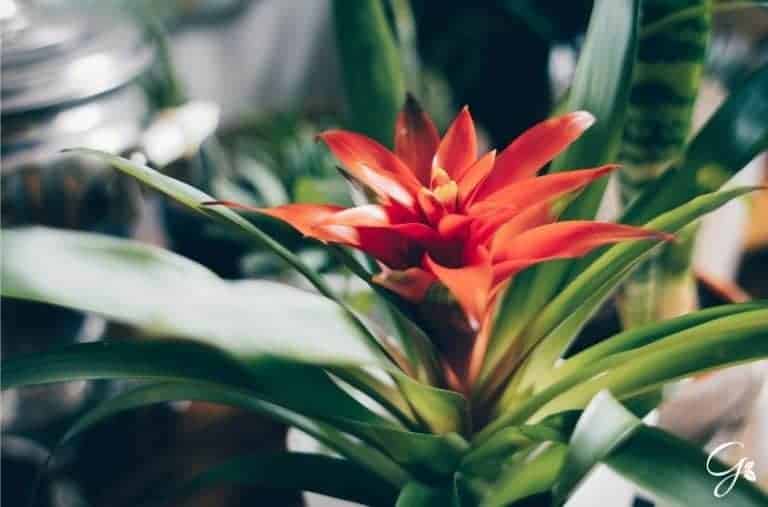 4 Colorful Tropical Houseplants To Grow Indoors