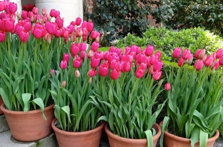 How To Care For Potted Tulips