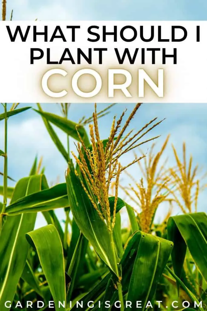 what to plant with corn