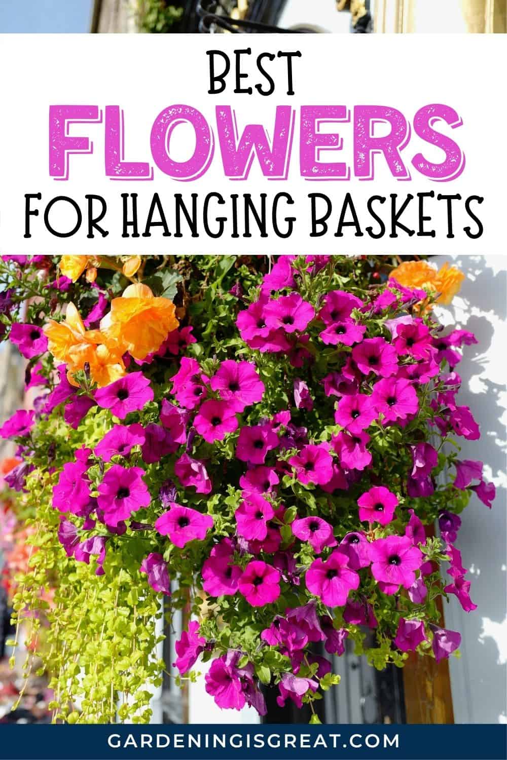 7 Of The Best Flowers For Hanging Baskets | Gardening is Great