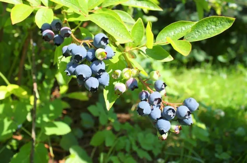 blueberries growing in the garden