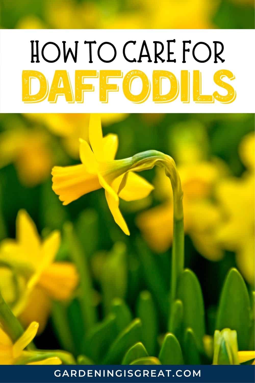 care for daffodils