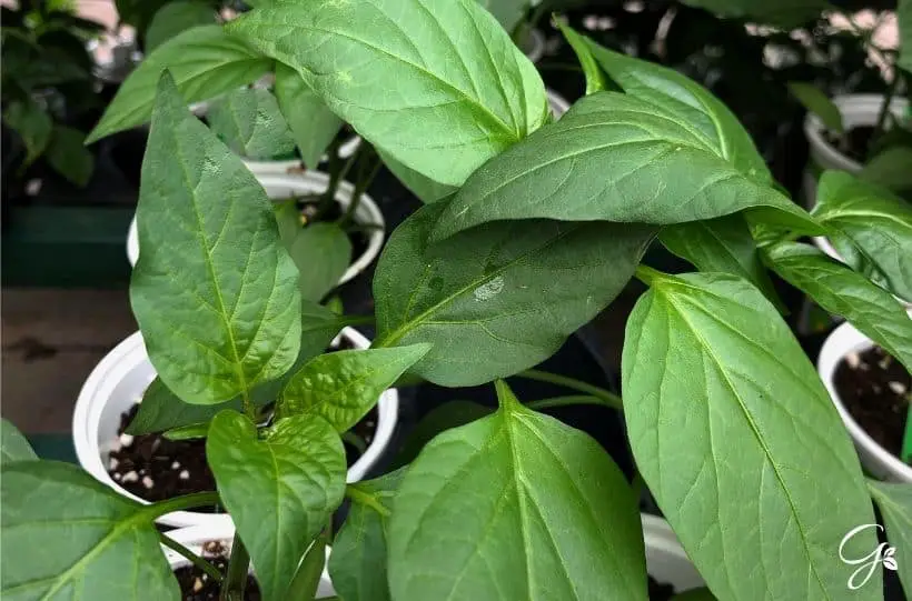 cayenne hot pepper plants