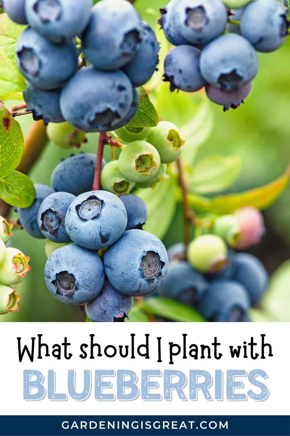 companion plants for blueberries