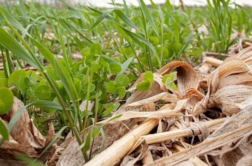 cover crops protect soil