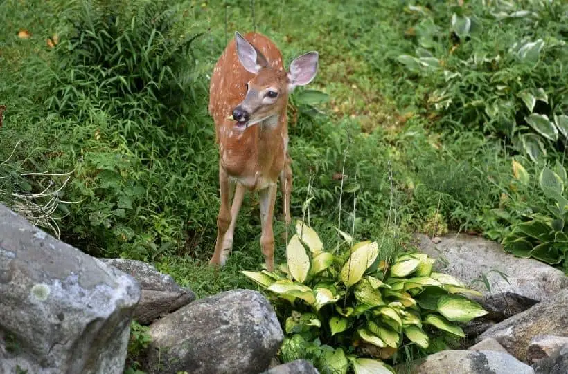 deer in a garden
