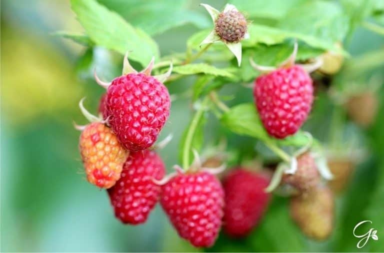 9 of the Best Raspberry Companion Plants