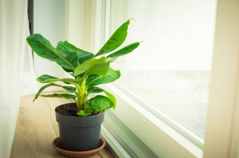 dwarf banana plant growing indoors