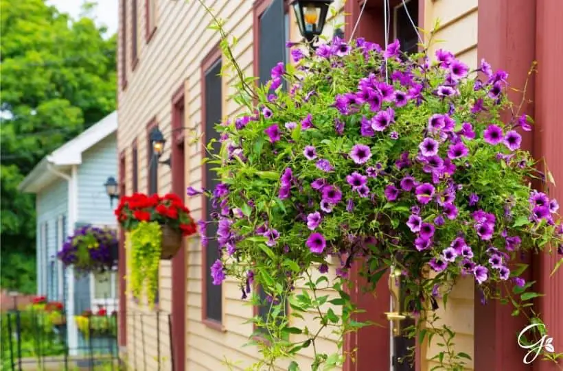 flowers in hanging baskets on home
