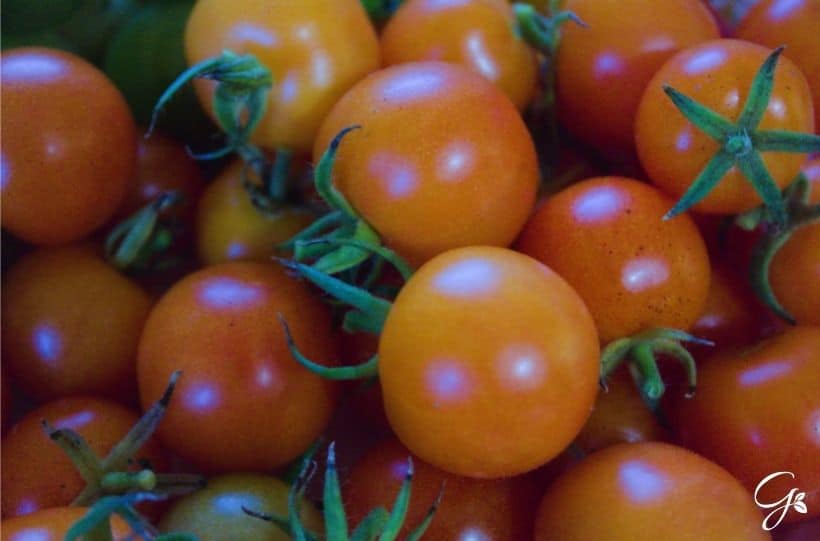 gardeners delight tomatoes