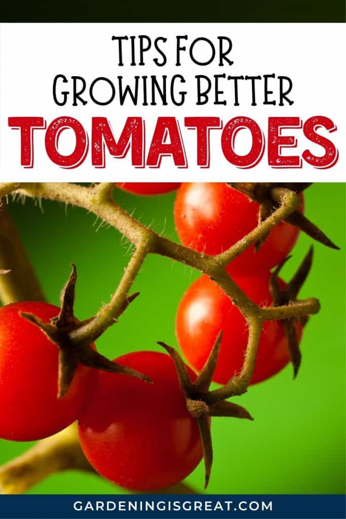 grow better tomatoes pin