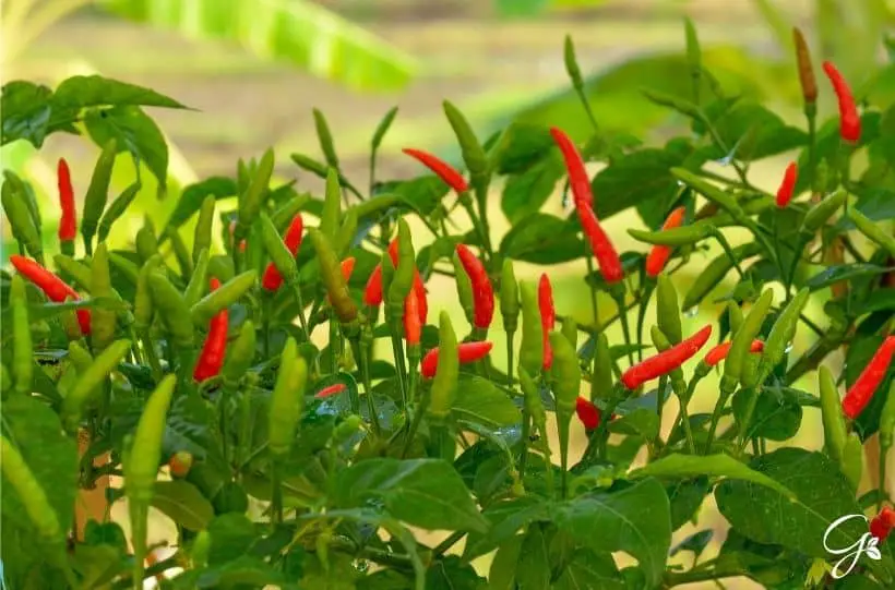 growing hot peppers