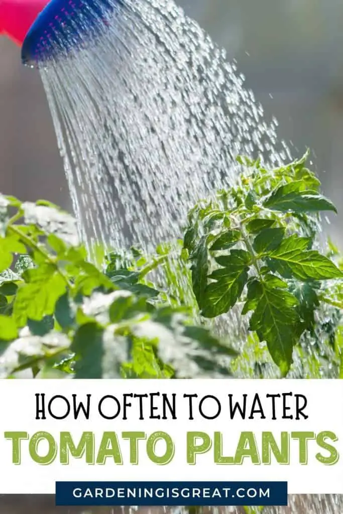 How Often To Water Tomato Plants? Gardening is Great