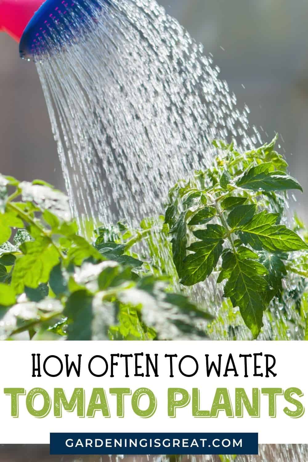 how often to water tomato plants