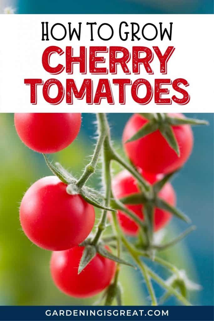 how to grow cherry tomatoes pin 1