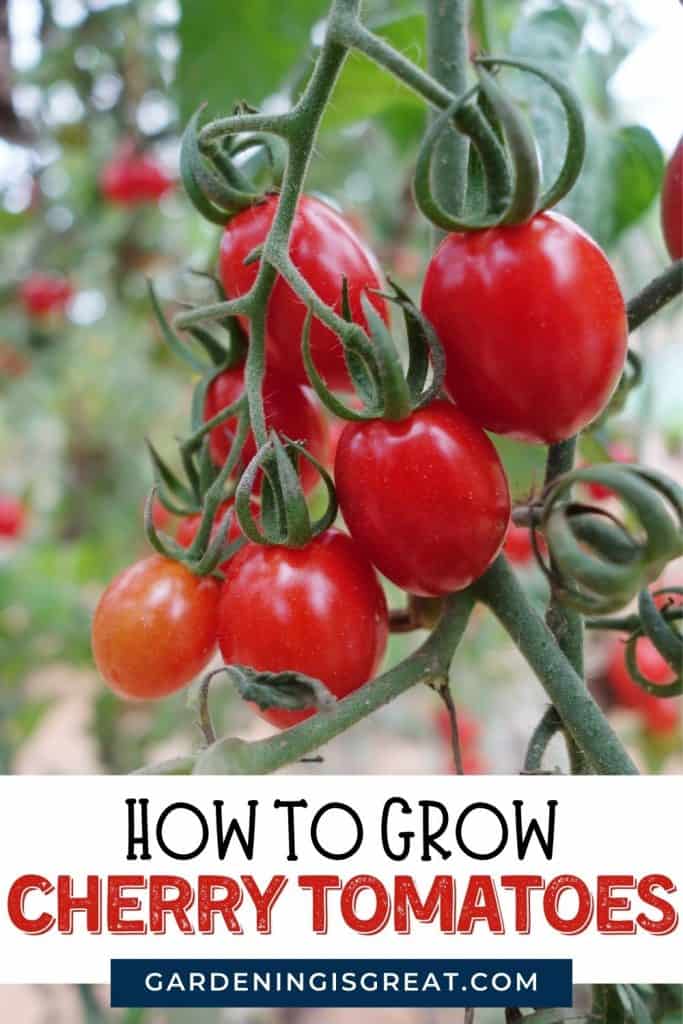 how to grow cherry tomatoes pin 2