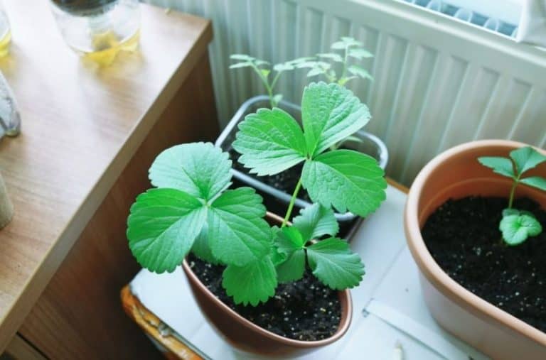 4 Of The Best Fruit To Grow Indoors