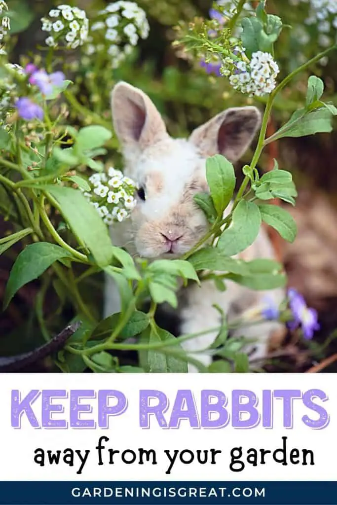 protect garden rabbits pin 1